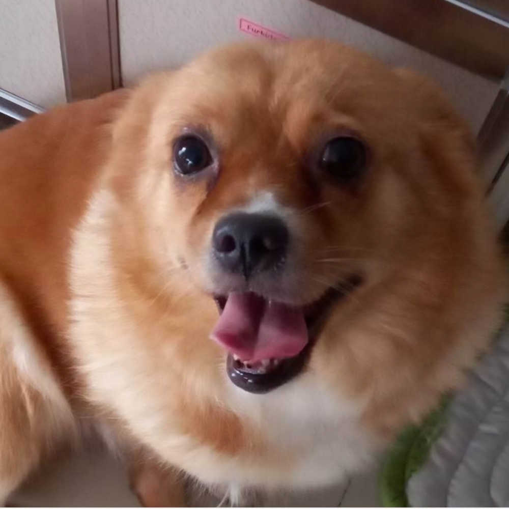 Meet your Posher, Ava